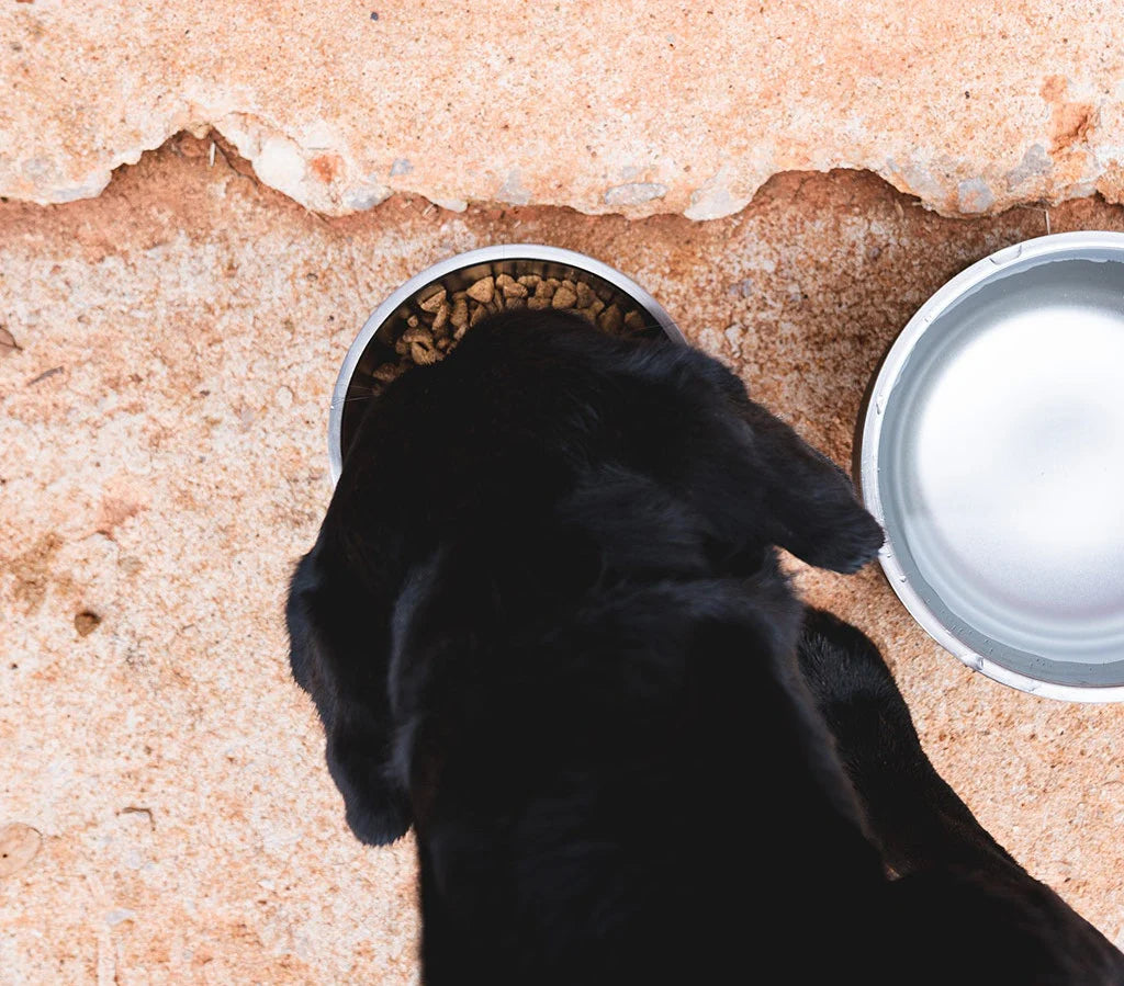 YETI Boomer 8 Dog Bowl